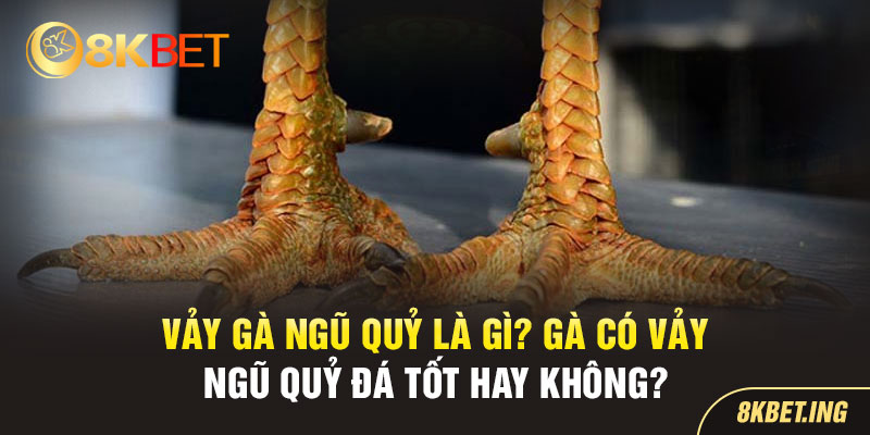 Vảy Gà Ngũ Quỷ 8KBET Là Gì? Có Vảy Này Đá Tốt Hay Không?