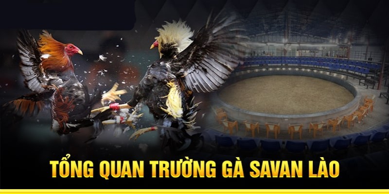 Trải Nghiệm Trường Gà Savan Lào Đỉnh Cao Tại 8KBET