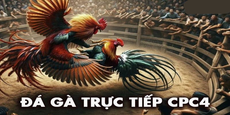 Đá gà trực tiếp CPC4 được hiểu là gì?