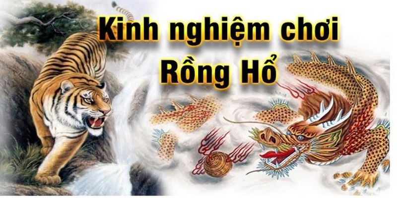 Mẹo đặt cược Rồng Hổ 8KBET mà người chơi cần nắm